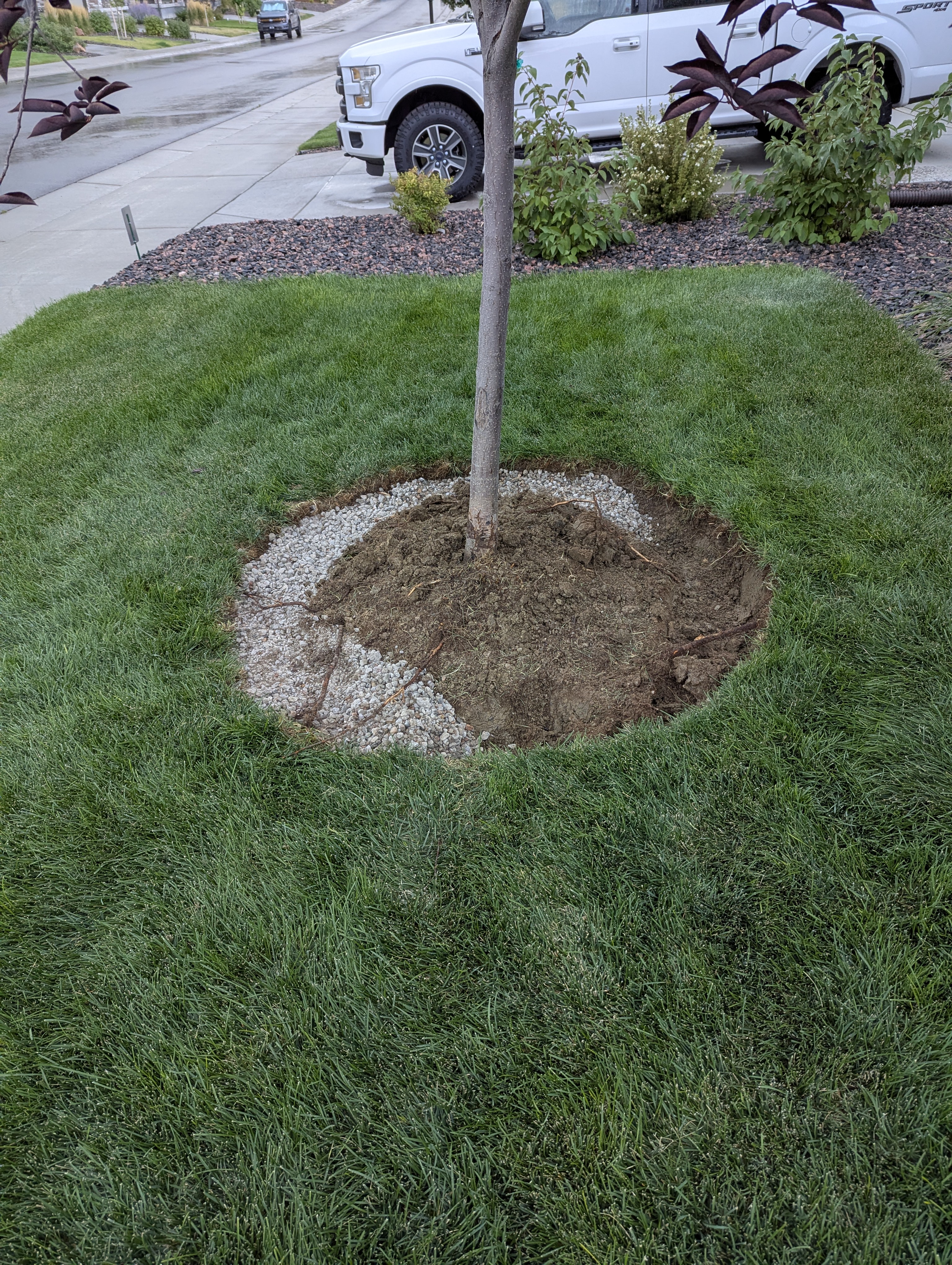 Tree Ring, Home Improvement, Morrison, Colorado